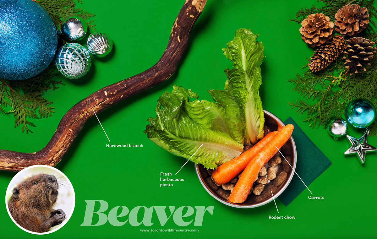 Beaver diet