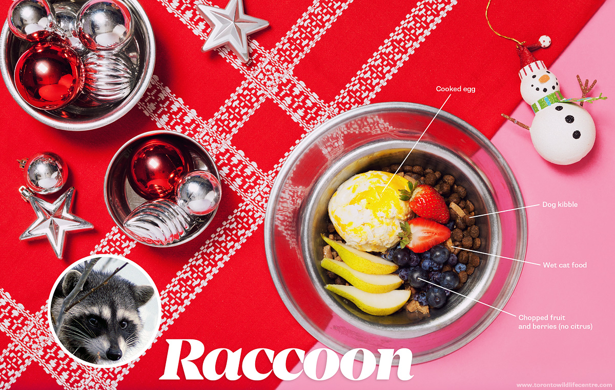 Raccoon diet
