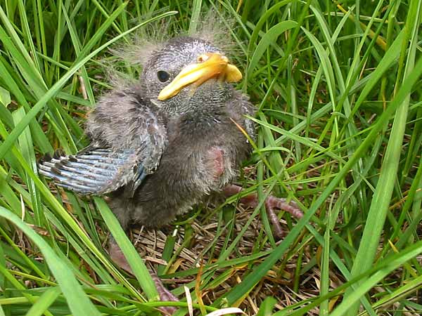 Wildlife in Baby