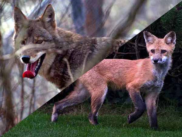 Fox and Coyote