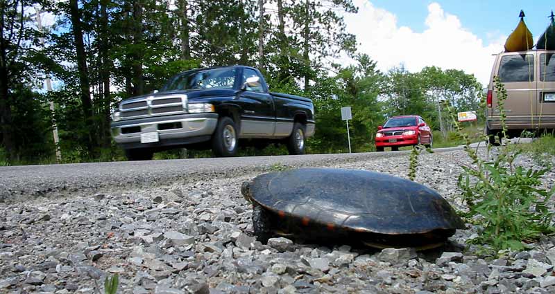 Painted Turtle By Road