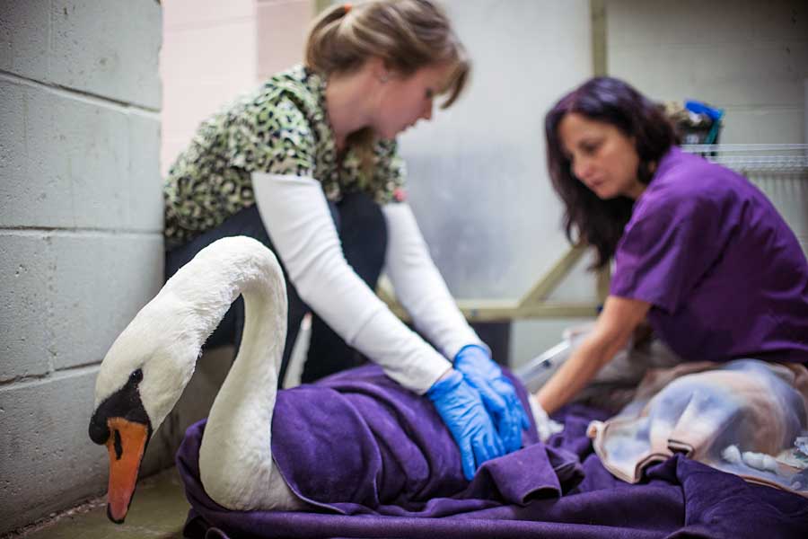 Swan, photo by Monty Kumar