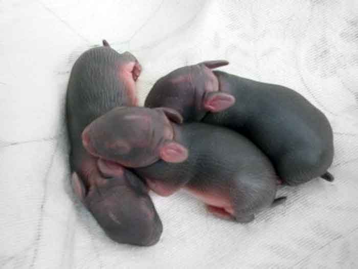 Eastern Cottontails Babies