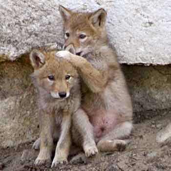 Coyote Pups