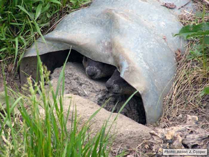 Groundhogs burrowing in your yard – Toronto Wildlife Centre