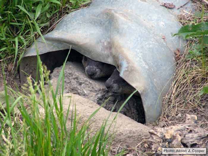Groundhogs burrowing in your yard – Toronto Wildlife Centre Groundhogs burrowing in your yard – Toronto Wildlife Centre
