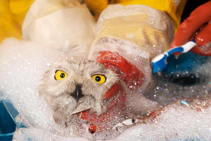 Snowy owl gets a bath