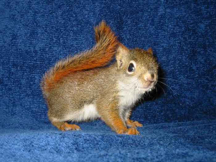 Red Squirrel