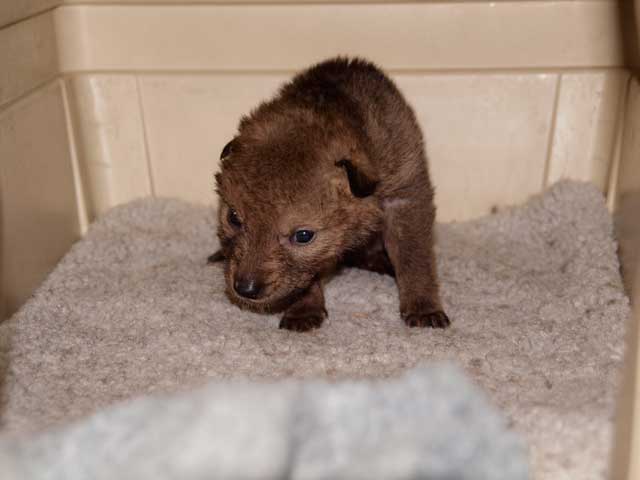 Orphaned Baby Coyote