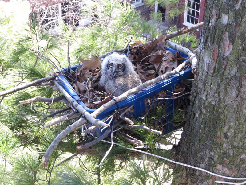 Baby owl calls to mom