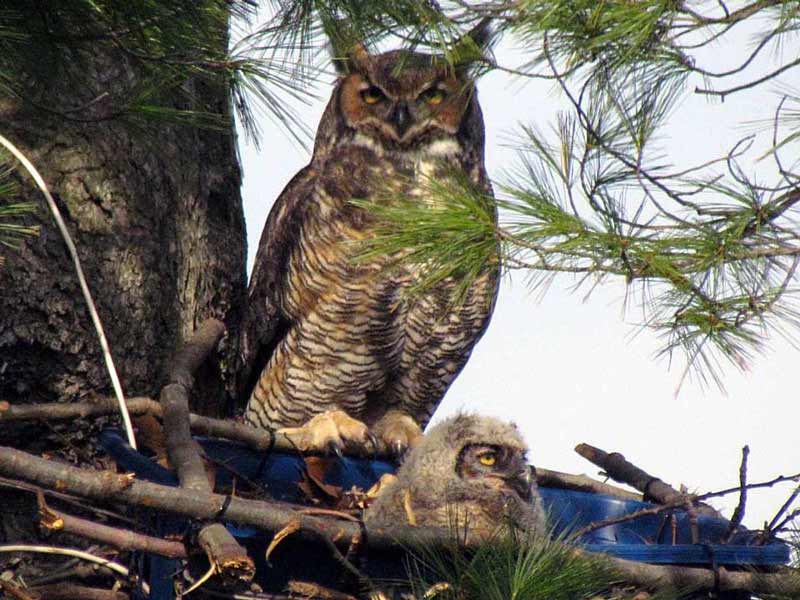 Owl mother perched