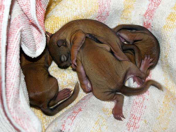 Baby Squirrels