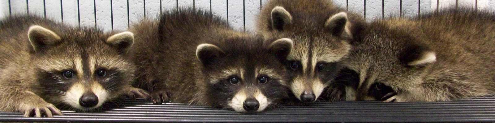 Raccoons