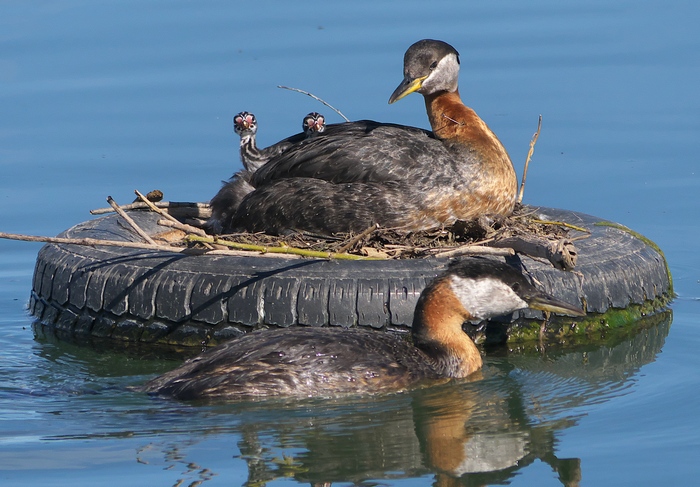 Grebe family