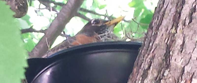 Robin in bowl