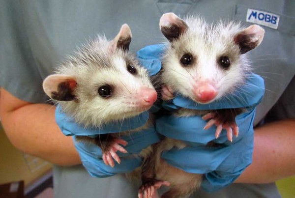 Opossum