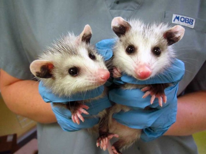 Opossum