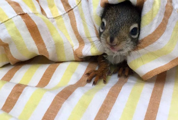 Squirrel
