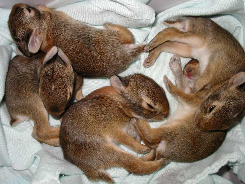 Baby Rabbits