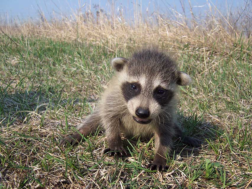 Raccoon