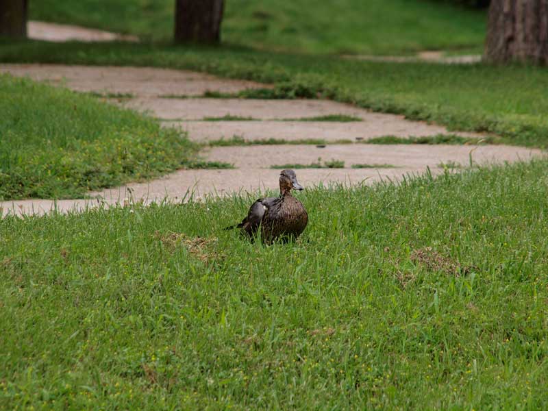 Duck in grass