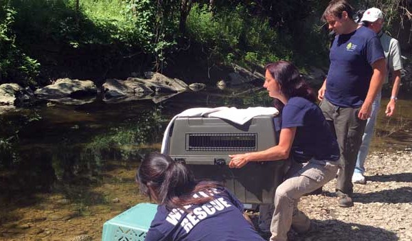 Releasing the ducks
