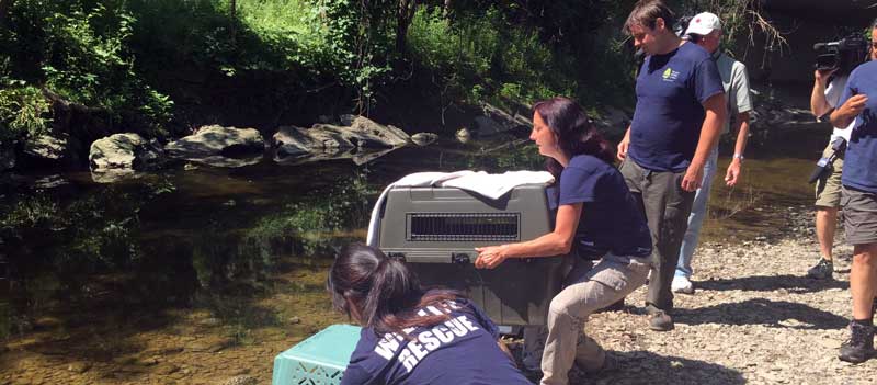 Releasing the ducks