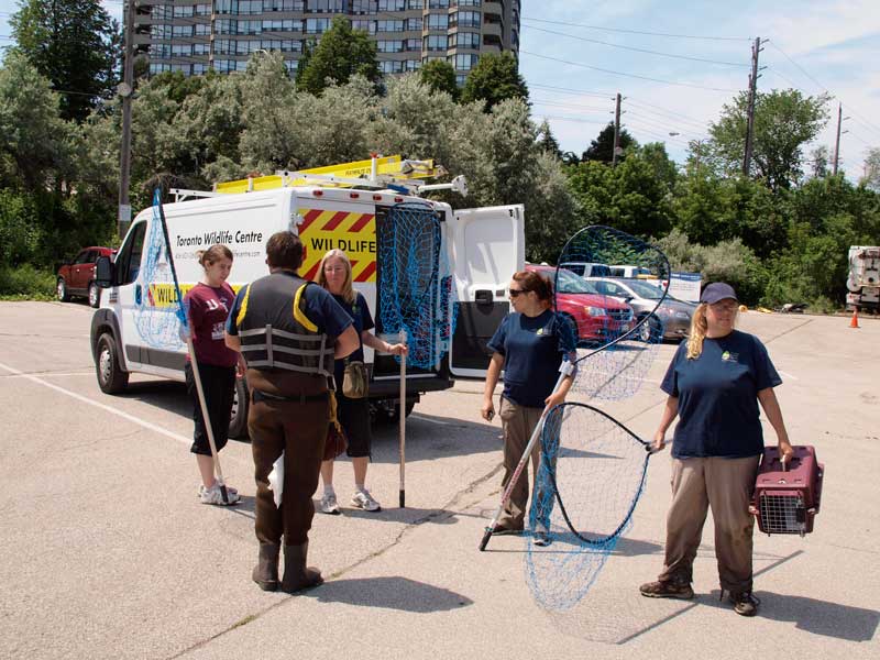 Rescue around van