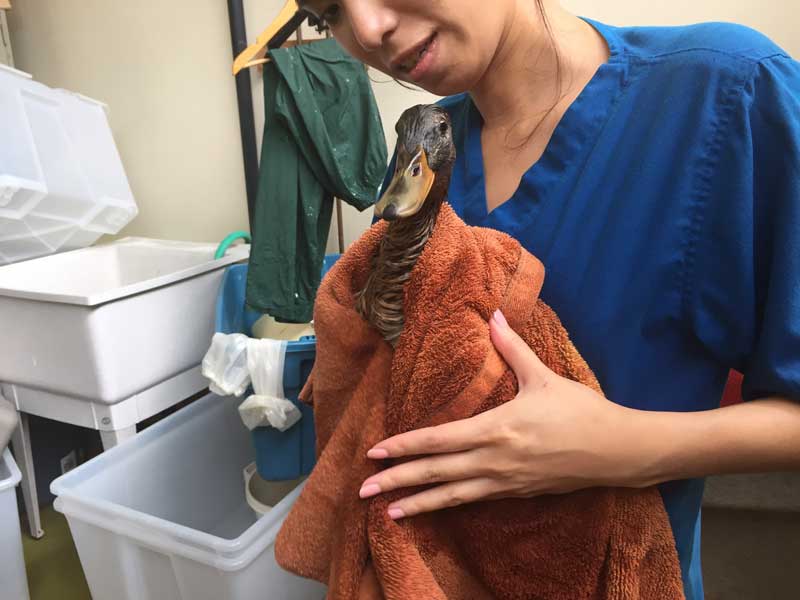 Duck in towel