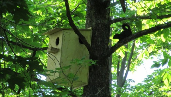 Squirrel with den box