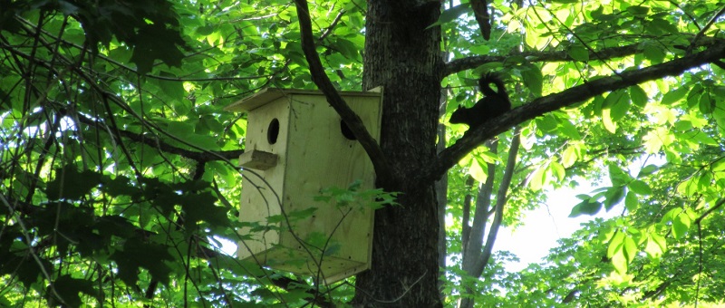 Squirrel with den box