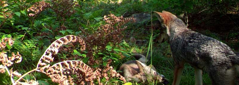 Coyotes on trailcam