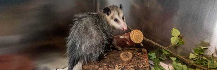 Opossum in enclosure