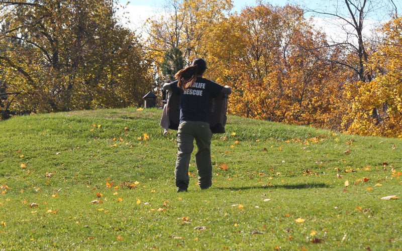 Turkey vulture release