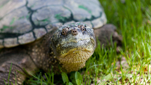 Snapping turtle in the grass