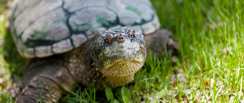 Snapping turtle in the grass