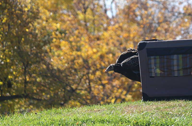 Turkey vulture release