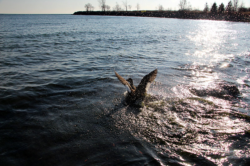 white-winged scoter released