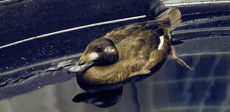 Scoter swims in a pool