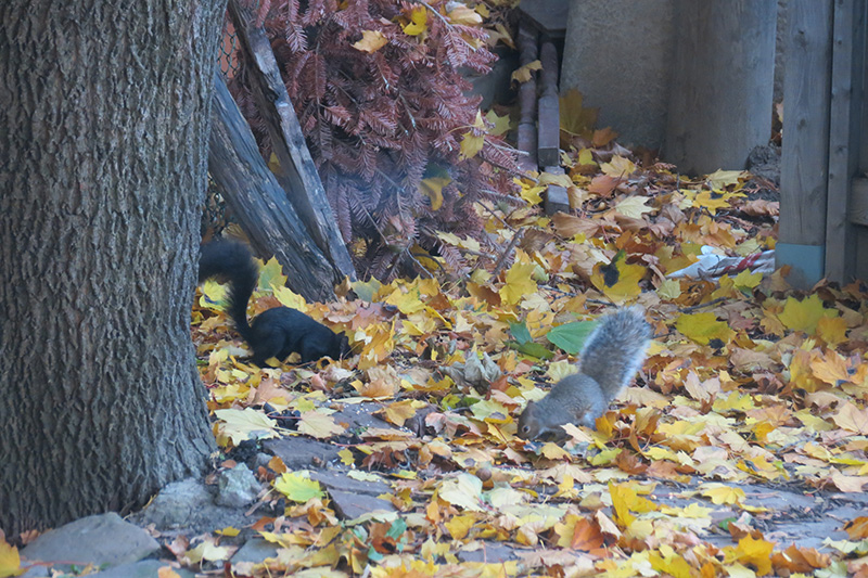 Orphaned squirrels explore new home as part of lend a tree program
