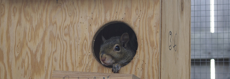 a newly released orphaned squirrel peeks out of his den box
