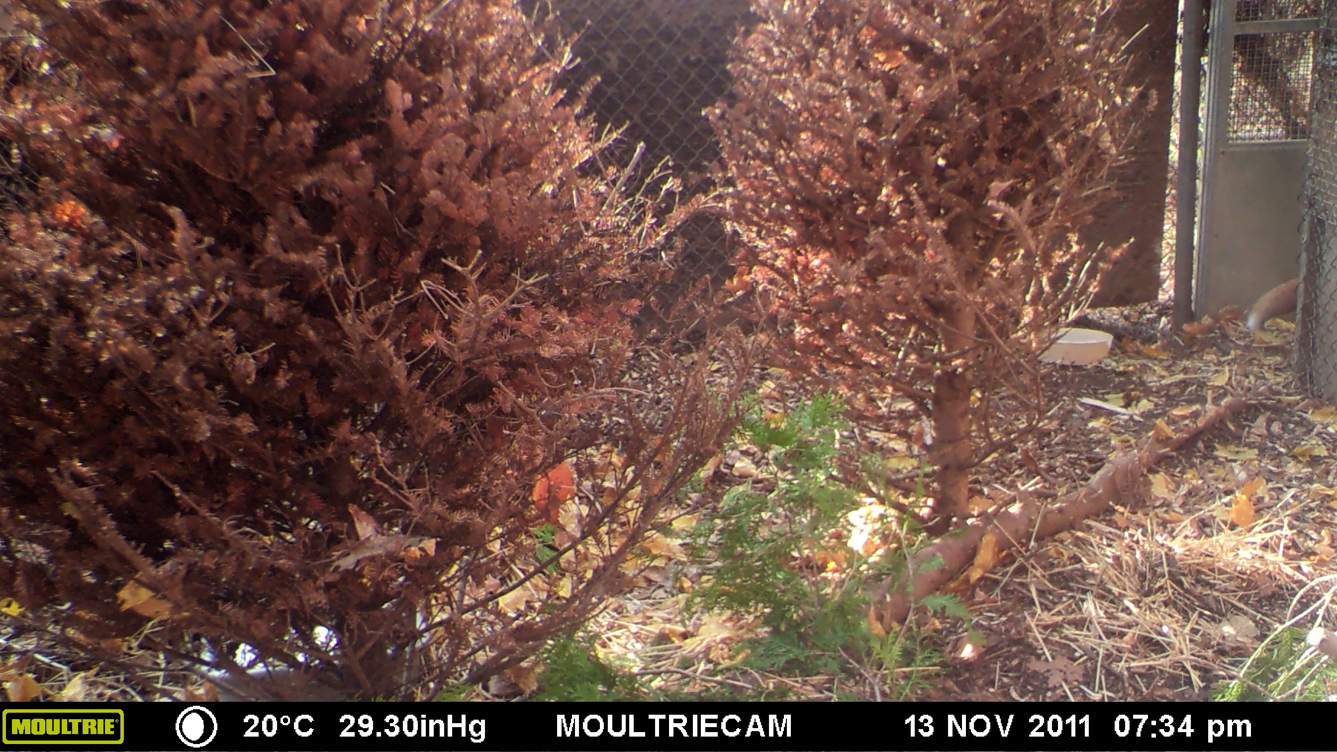 MOULTRIE DIGITAL GAME CAMERA MOULTRIE DIGITAL GAME CAMERA