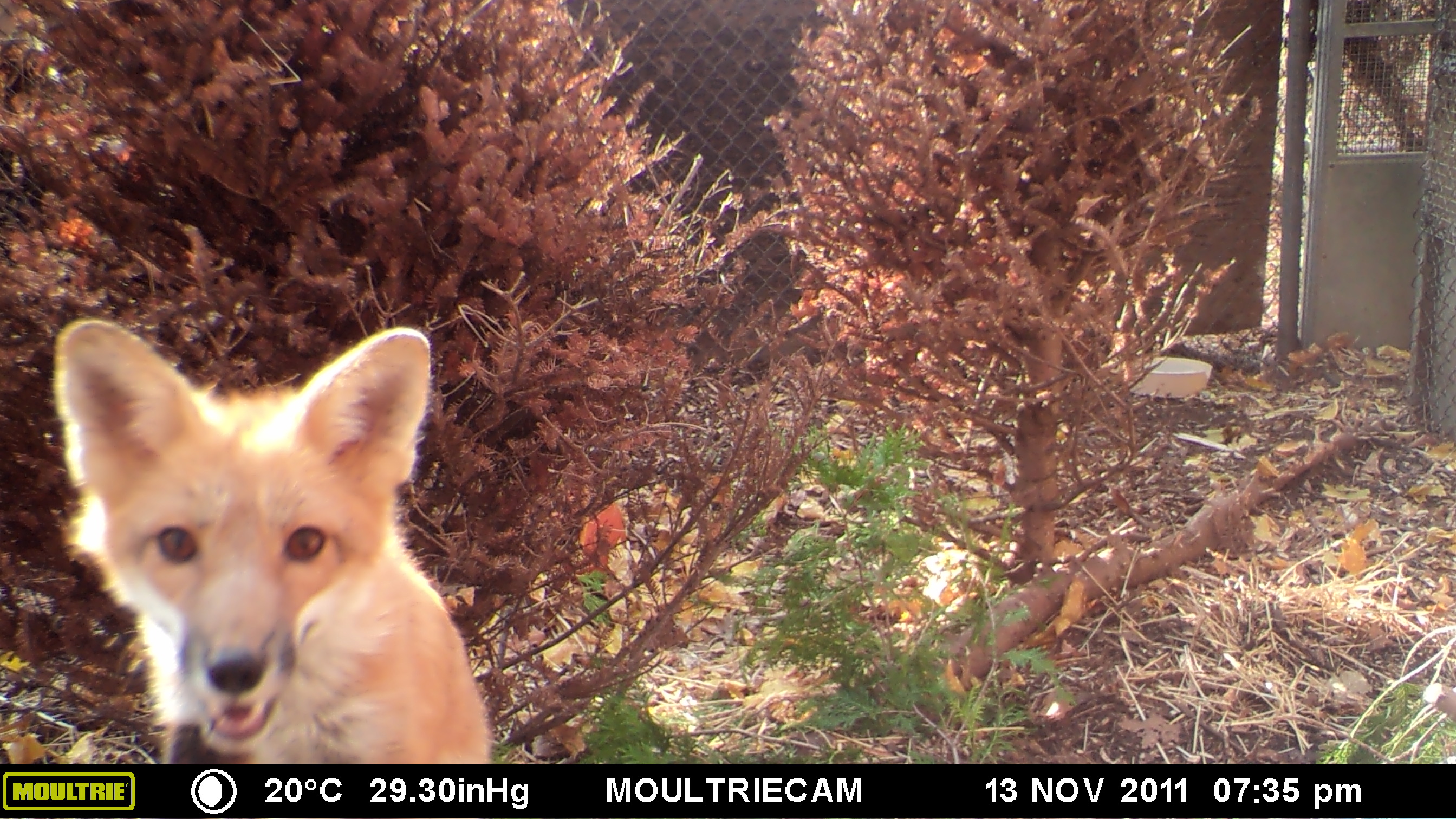 MOULTRIE DIGITAL GAME CAMERA MOULTRIE DIGITAL GAME CAMERA