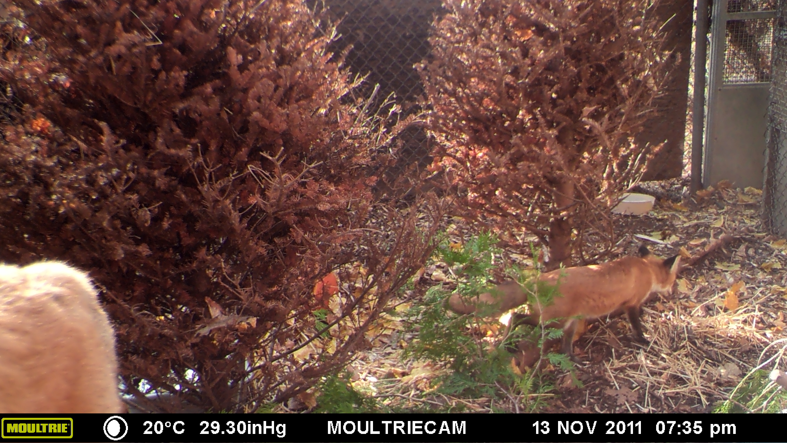 MOULTRIE DIGITAL GAME CAMERA MOULTRIE DIGITAL GAME CAMERA