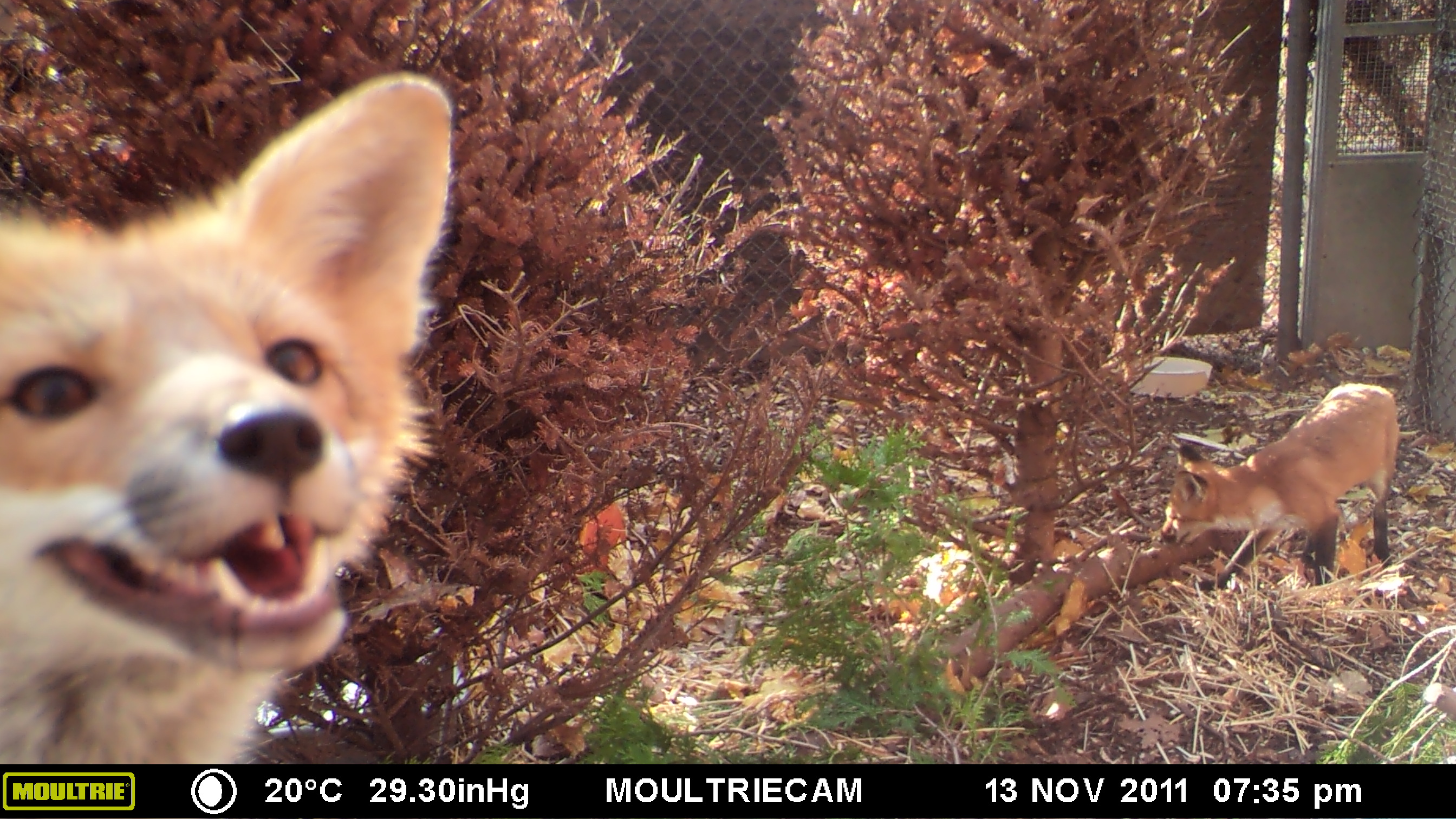 MOULTRIE DIGITAL GAME CAMERA MOULTRIE DIGITAL GAME CAMERA