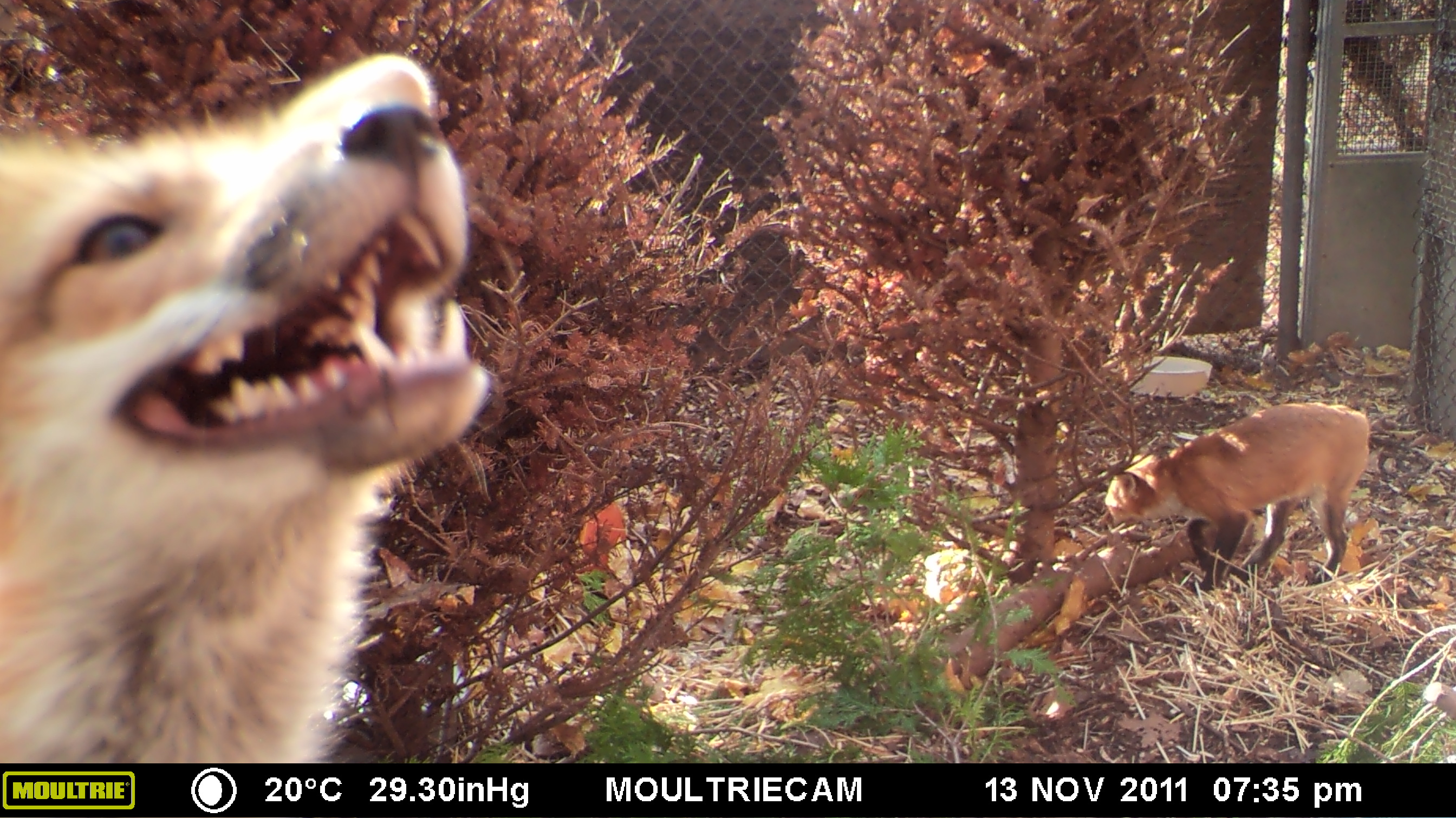 MOULTRIE DIGITAL GAME CAMERA MOULTRIE DIGITAL GAME CAMERA