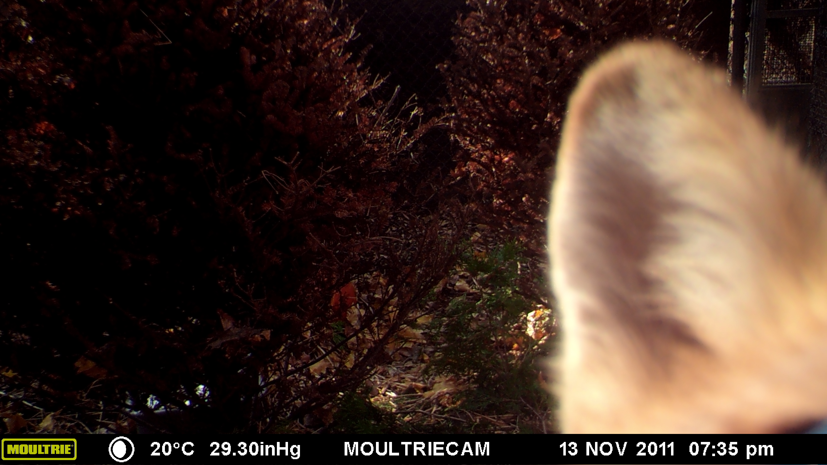MOULTRIE DIGITAL GAME CAMERA MOULTRIE DIGITAL GAME CAMERA