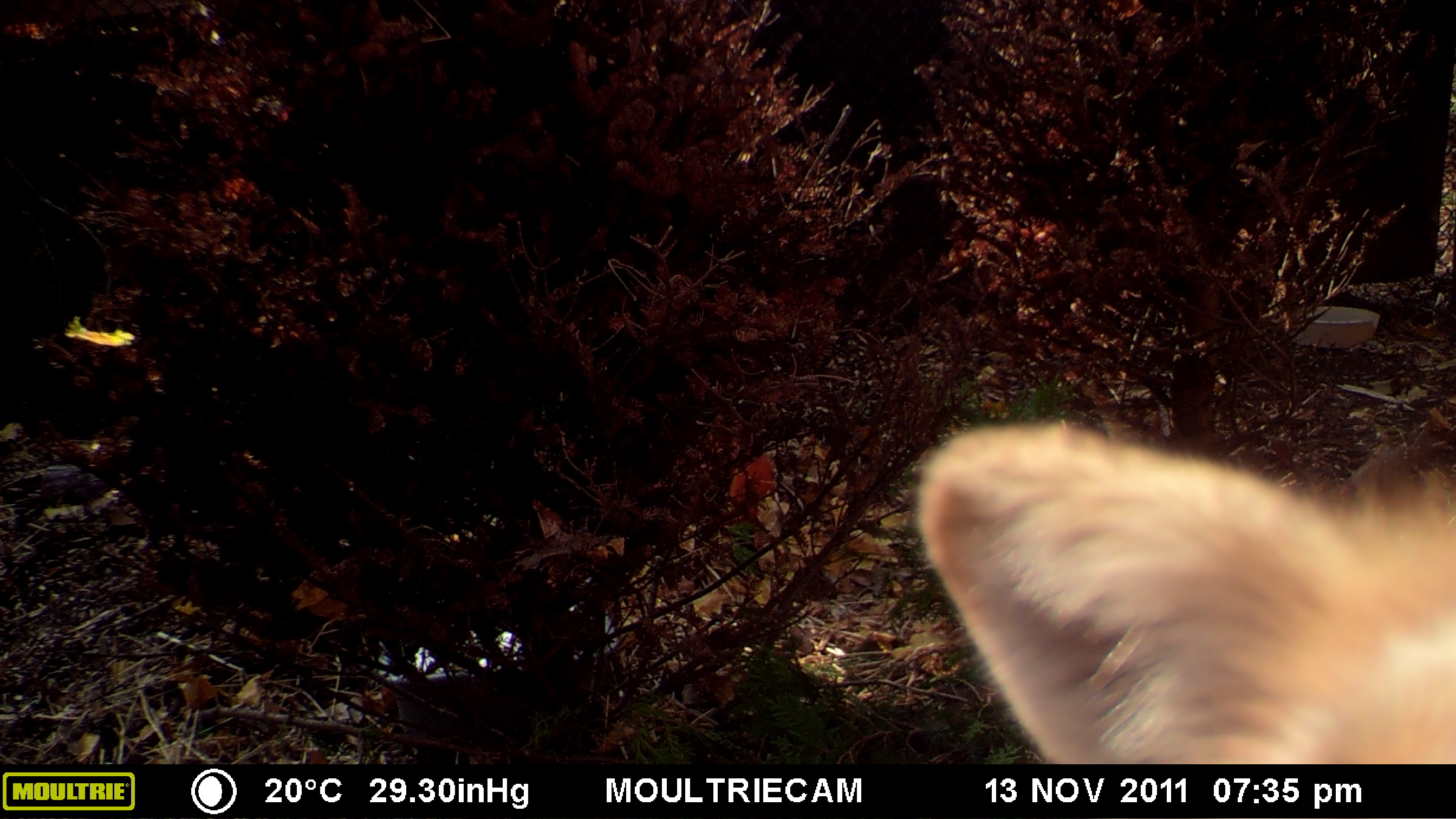 MOULTRIE DIGITAL GAME CAMERA MOULTRIE DIGITAL GAME CAMERA