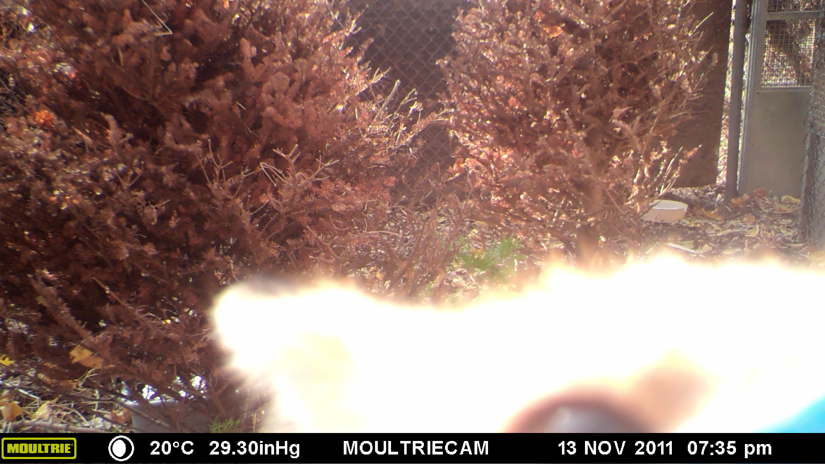 MOULTRIE DIGITAL GAME CAMERA MOULTRIE DIGITAL GAME CAMERA