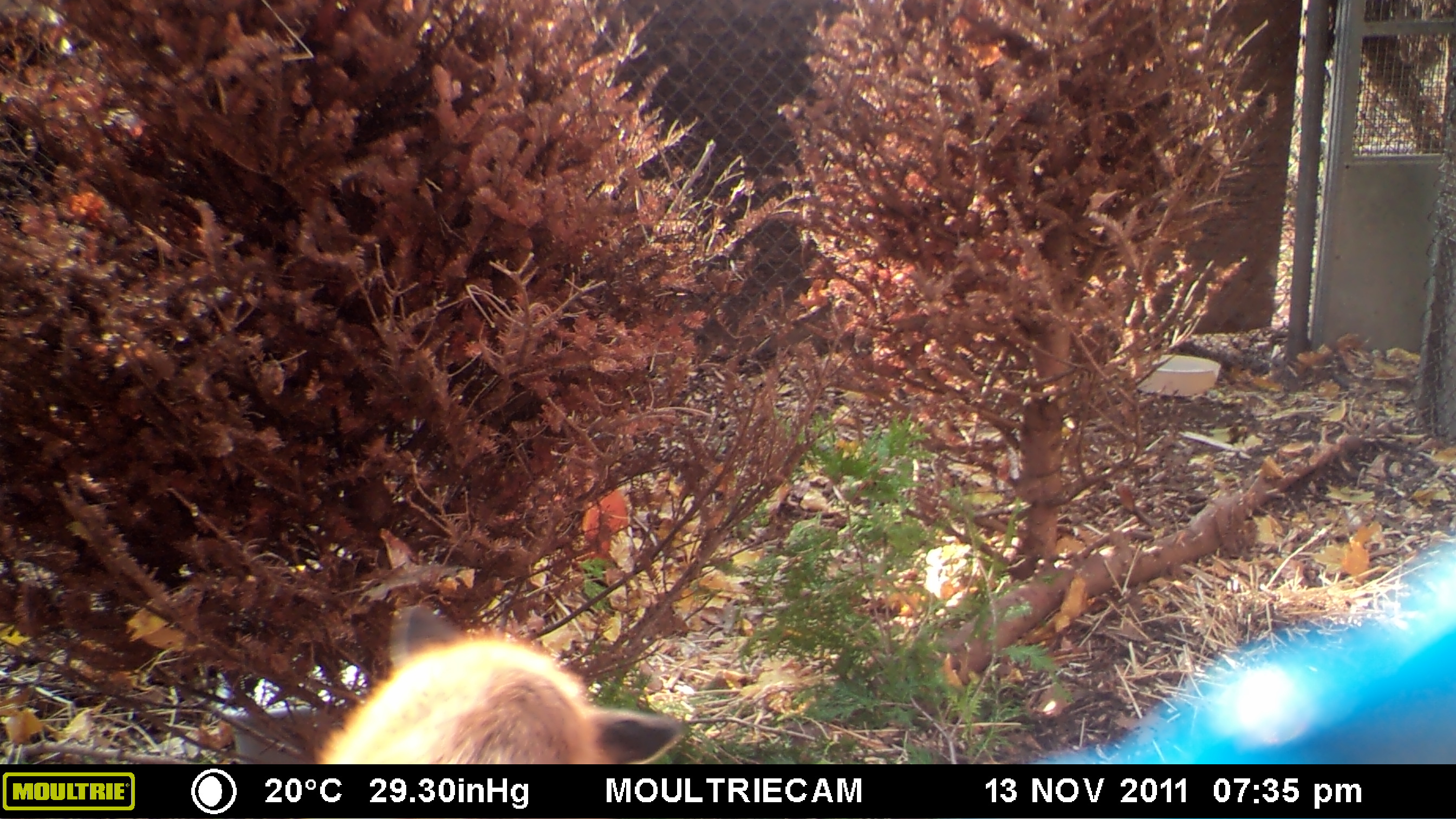 MOULTRIE DIGITAL GAME CAMERA MOULTRIE DIGITAL GAME CAMERA
